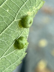 Pachypsylla celtidisumbilicus
