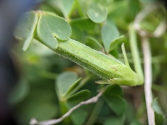 Oxalis dillenii