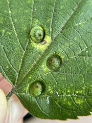 Pachypsylla celtidisumbilicus
