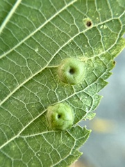 Pachypsylla celtidisumbilicus