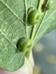 Pachypsylla celtidisumbilicus