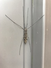 Tipula