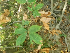 Aesculus glabra