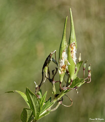 Asclepias incarnata