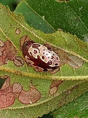 Calligrapha argus