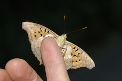Doxocopa laurentia cherubina