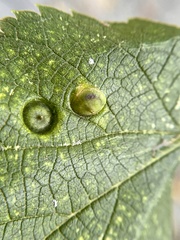 Pachypsylla celtidisumbilicus