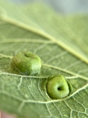 Pachypsylla celtidisumbilicus