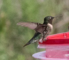 Archilochus colubris