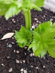 Petroselinum crispum
