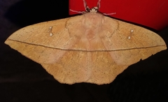 Lonomia