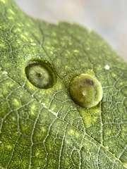 Pachypsylla celtidisumbilicus