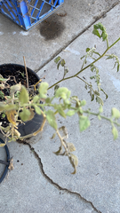 Solanum lycopersicum