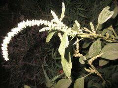 Amaranthus hybridus