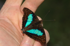 Doxocopa laurentia cherubina