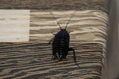 Melanozosteria nitida