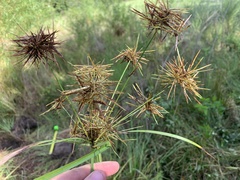 Cyperus odoratus