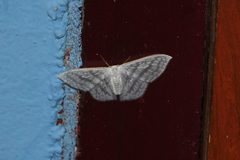 Argodrepana verticata