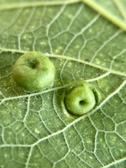 Pachypsylla celtidisumbilicus