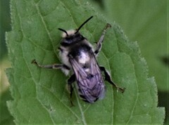 Anthophora terminalis