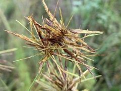 Cyperus odoratus
