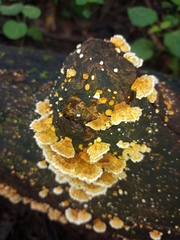 Cerrena zonata