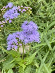 Conoclinium coelestinum