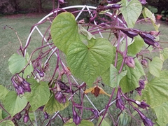 Ipomoea alba