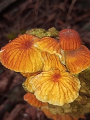 Marasmius siccus