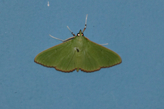 Parotis marginata