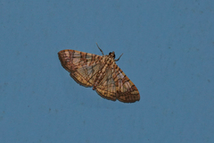 Glyphodes caesalis