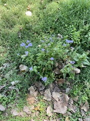 Conoclinium coelestinum