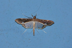 Tipuliforma triangulalis