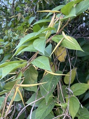 Vincetoxicum rossicum