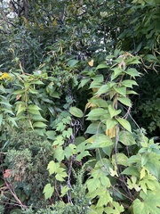 Vincetoxicum rossicum