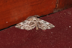 Cleora alienaria