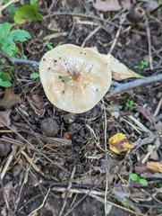 Oudemansiella