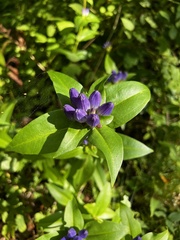Gentiana clausa
