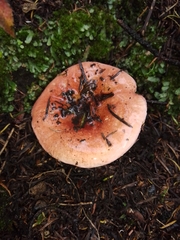 Russula rosacea