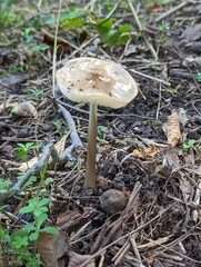 Oudemansiella