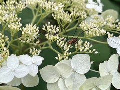 Leiobunum
