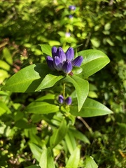 Gentiana clausa