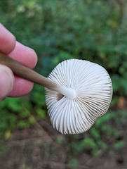 Oudemansiella