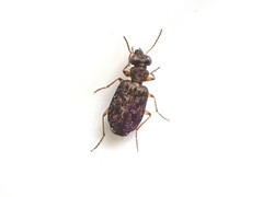 Scopodes
