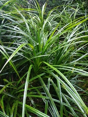 Freycinetia banksii