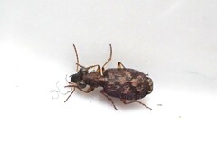 Scopodes