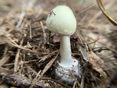 Amanita lavendula