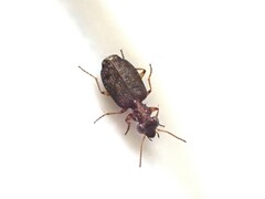Scopodes
