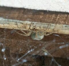 Araneus cavaticus