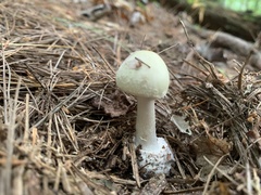 Amanita lavendula